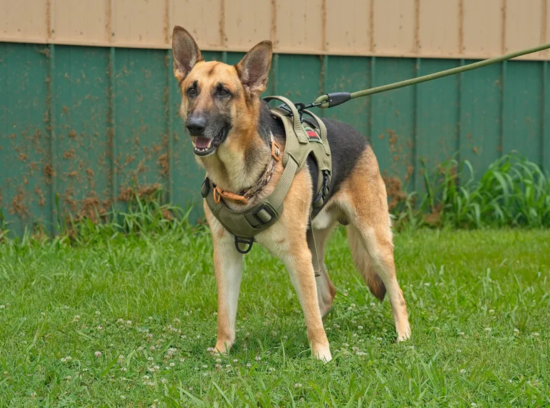 An adult large-sized male Brown / Chocolate German Shepherd Dog dog named Ranger for adoption in Owensboro, KY