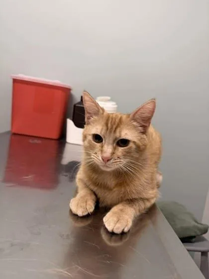 A young medium-sized male Orange / Red Domestic Short Hair cat named Tiger King for adoption in Annapolis, MD