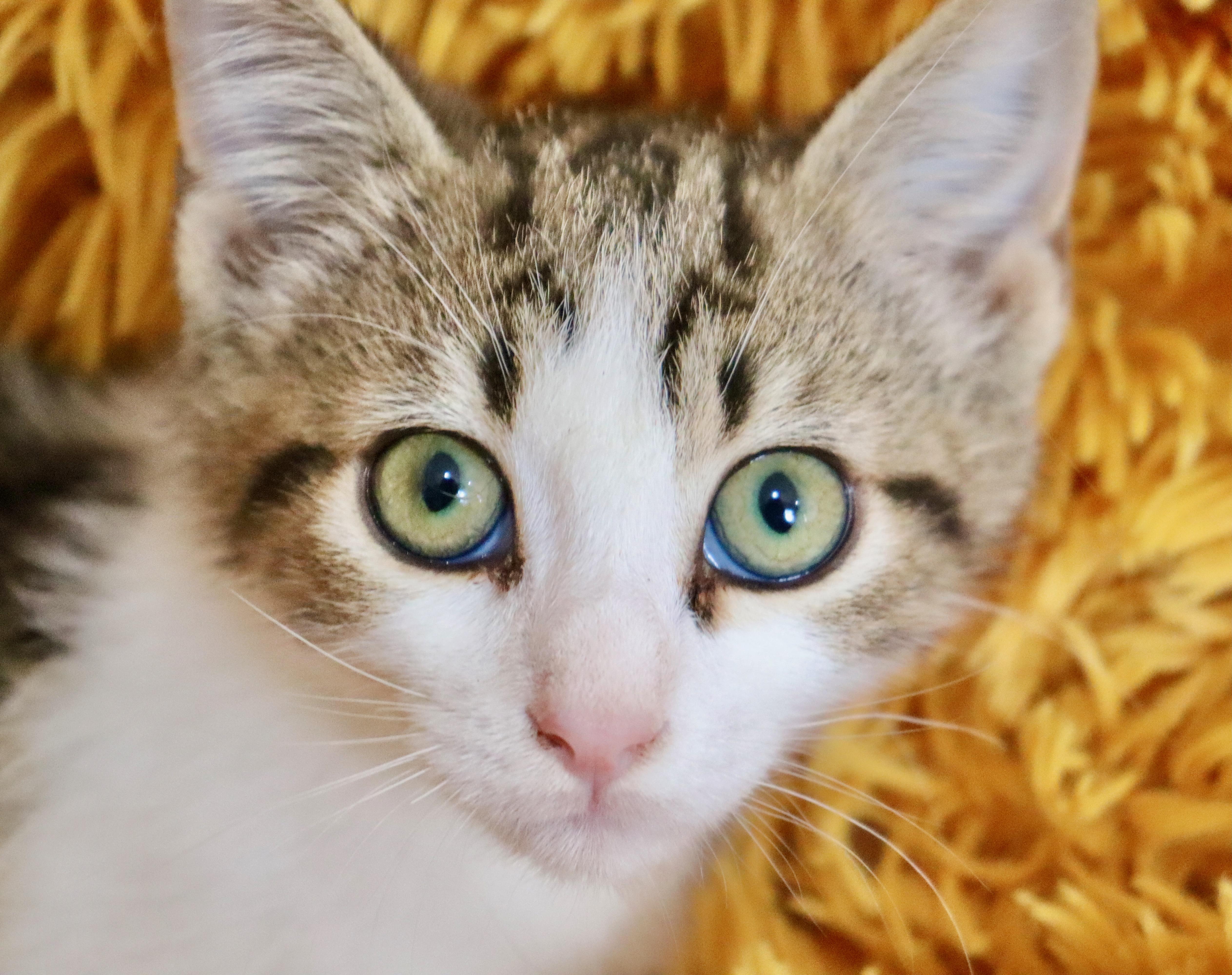 A baby medium-sized female Tabby (Brown / Chocolate) Turkish Van cat named Louisiana for adoption in Saint Augustine, FL