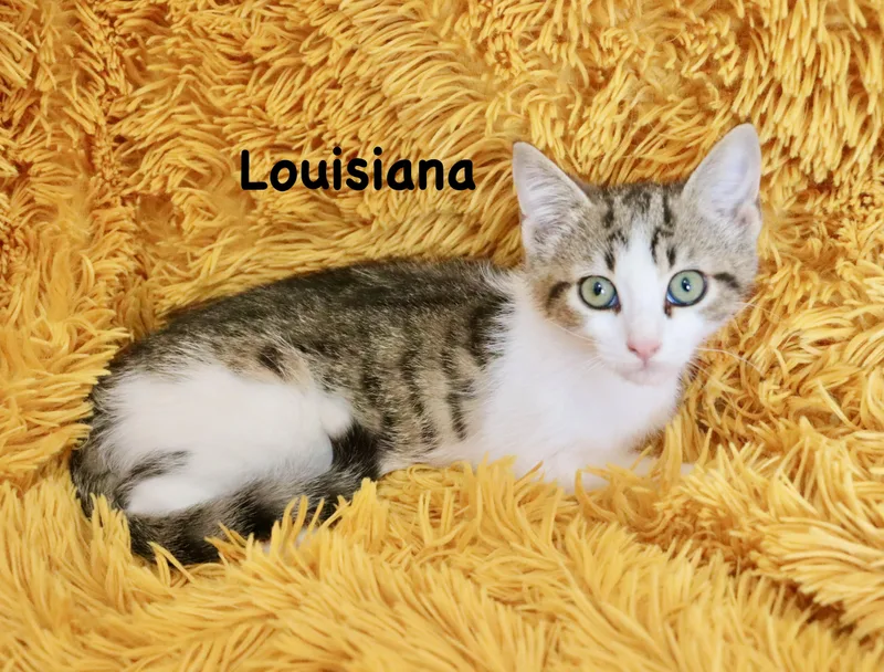 Louisiana thumbnail 5
