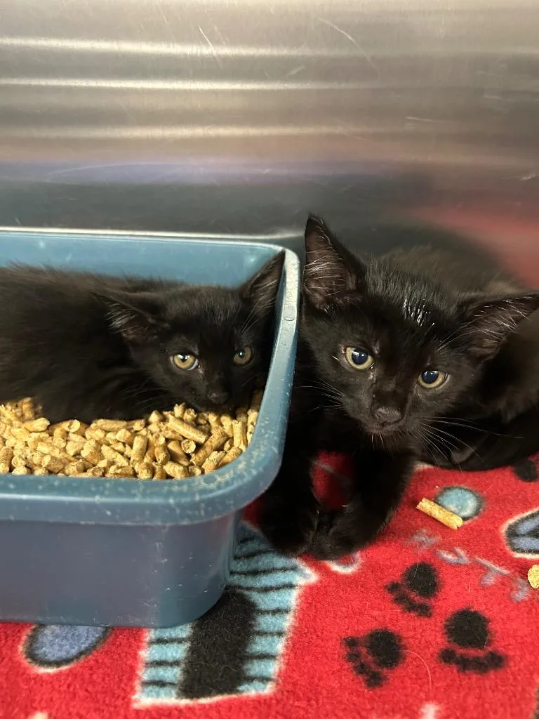 A baby small-sized female Domestic Short Hair cat named Narwhal for adoption in Gautier, MS