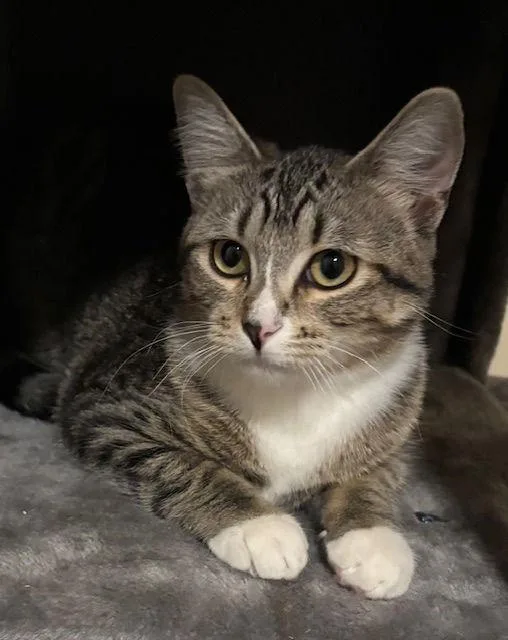 Sparkle C thumbnail 3