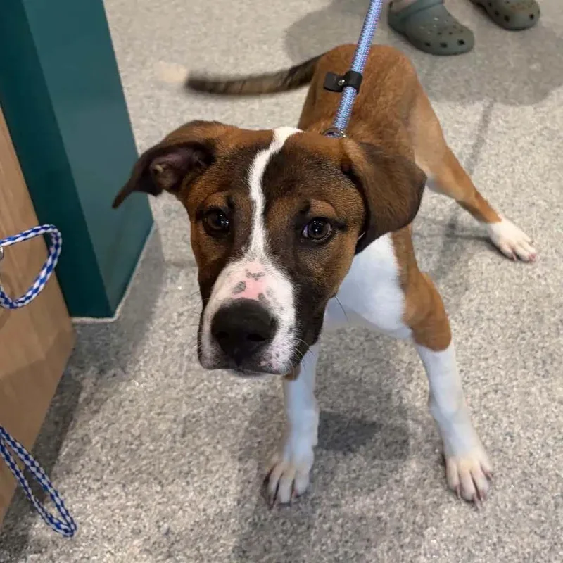 A baby medium-sized female Mixed Breed dog named Dreamy for adoption in Shelburne, VT