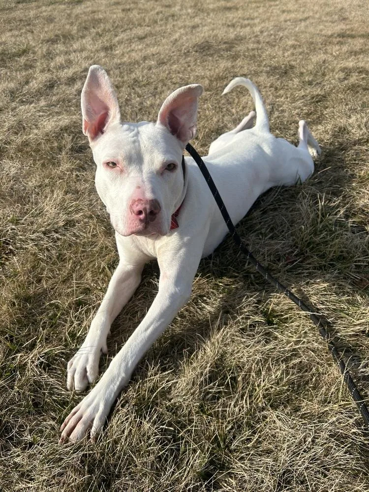 Maverick thumbnail 2