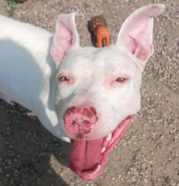 Maverick thumbnail 3