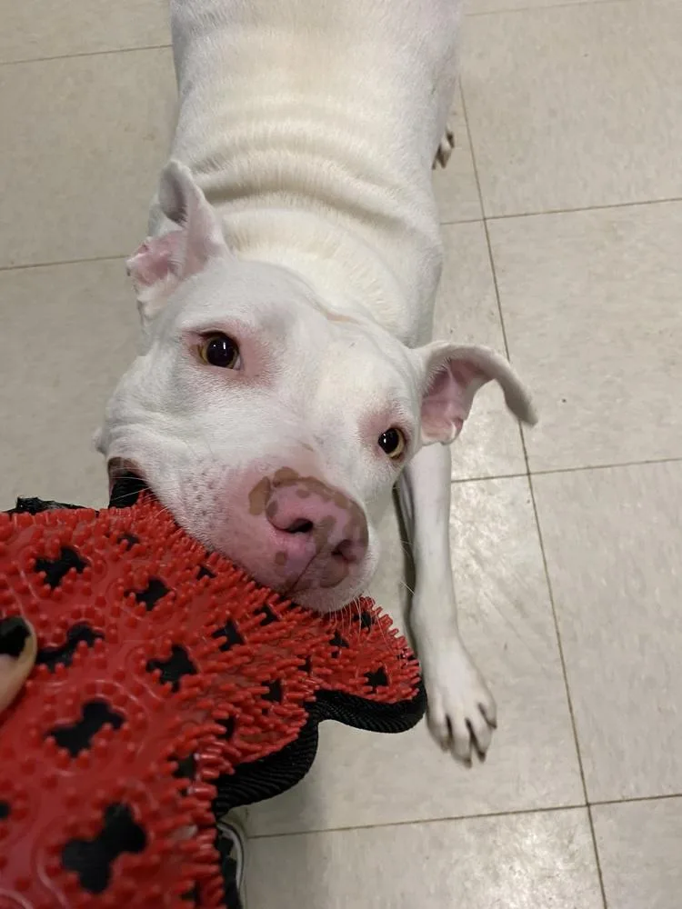 Maverick thumbnail 4