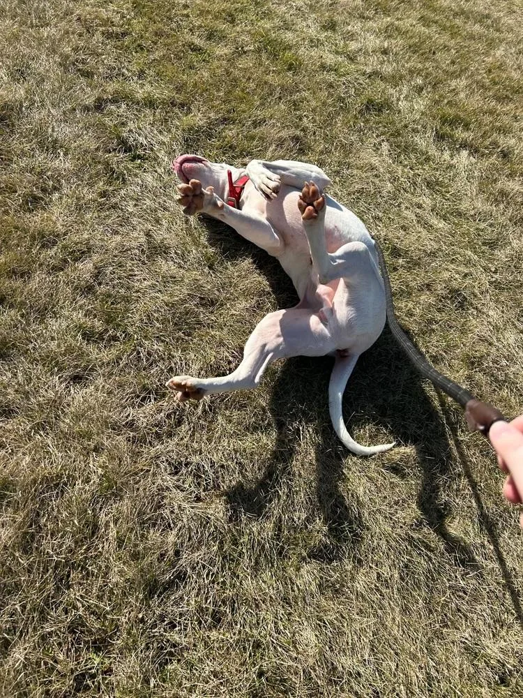 Maverick thumbnail 5