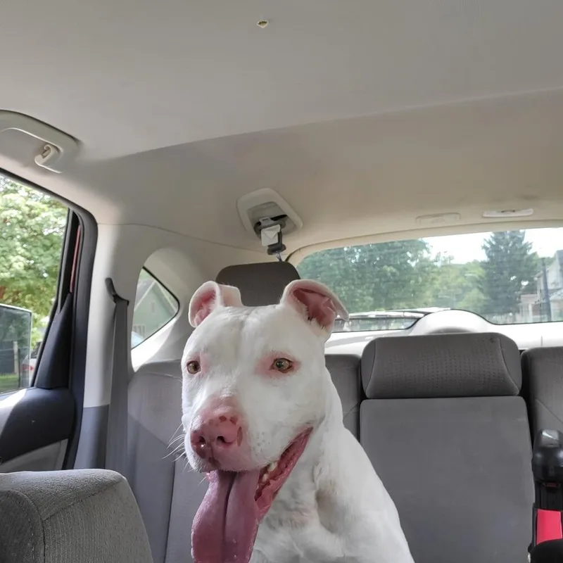 Maverick thumbnail 6