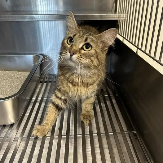 A baby small-sized female Domestic Medium Hair cat named 26-751 for adoption in Los Banos, CA