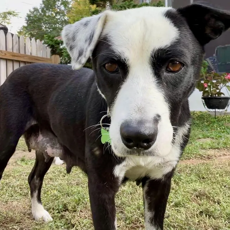 An adult medium-sized female Border Collie dog named Beanie for adoption in Springfield, MO