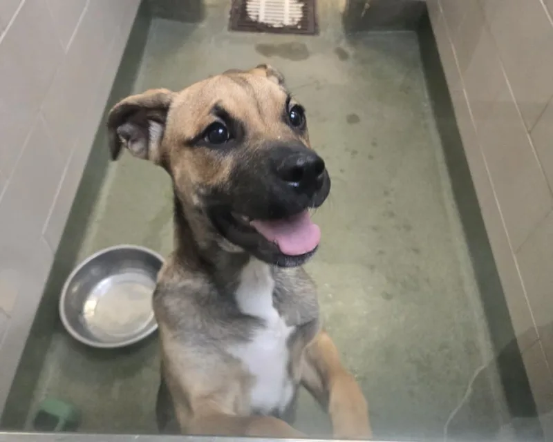 A baby small-sized female Mixed Breed dog named Stella for adoption in Santa Fe, NM