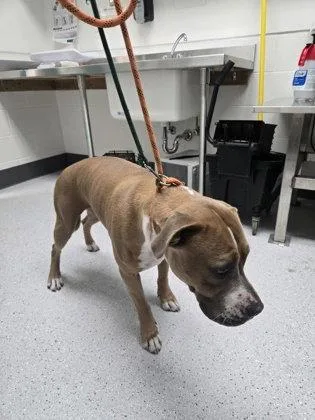 A young large-sized male Pit Bull Terrier dog named Truckee for adoption in Oakland, CA