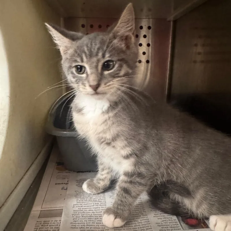 A baby small-sized female Gray / Blue / Silver Domestic Short Hair cat named Stormi for adoption in Starkville, MS