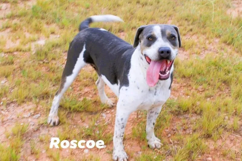 Roscoe
