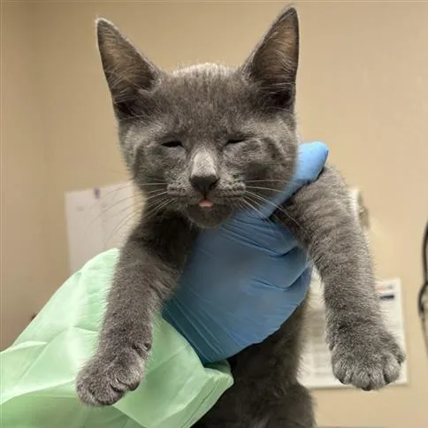 A baby small-sized male Gray / Blue / Silver Domestic Short Hair cat named Rhys for adoption in Tempe, AZ