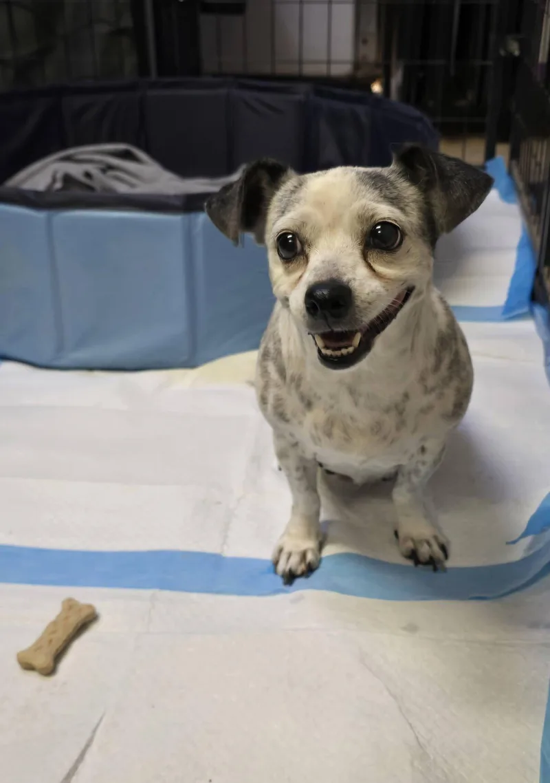 An adult small-sized female White / Cream Chihuahua dog named Eleanor for adoption in Phoenix, AZ