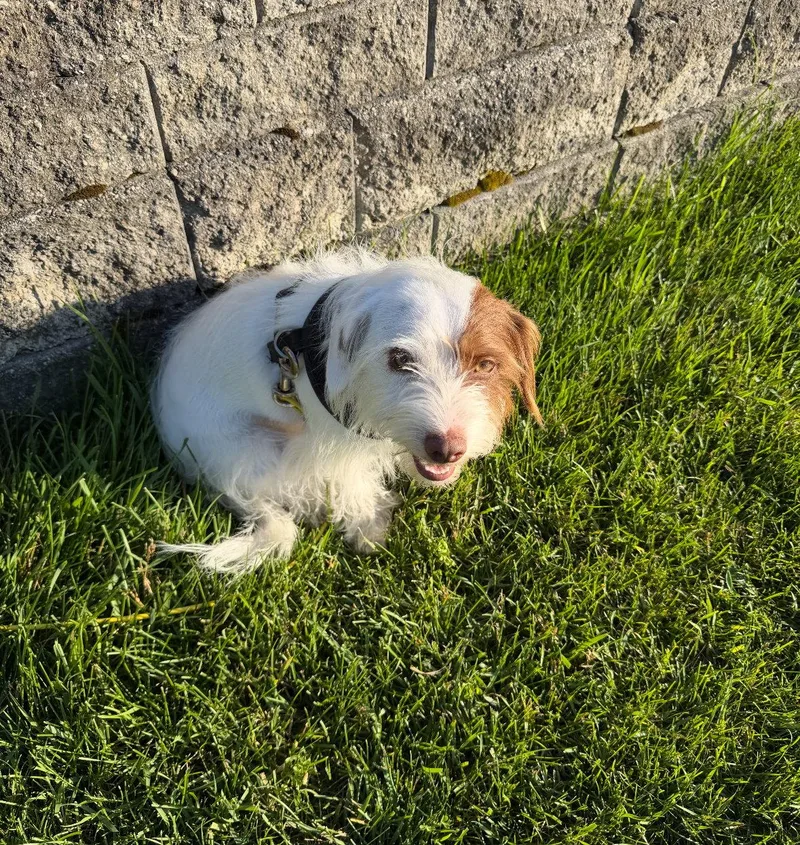 A young small-sized male Terrier dog named Asher for adoption in Grafton, WI