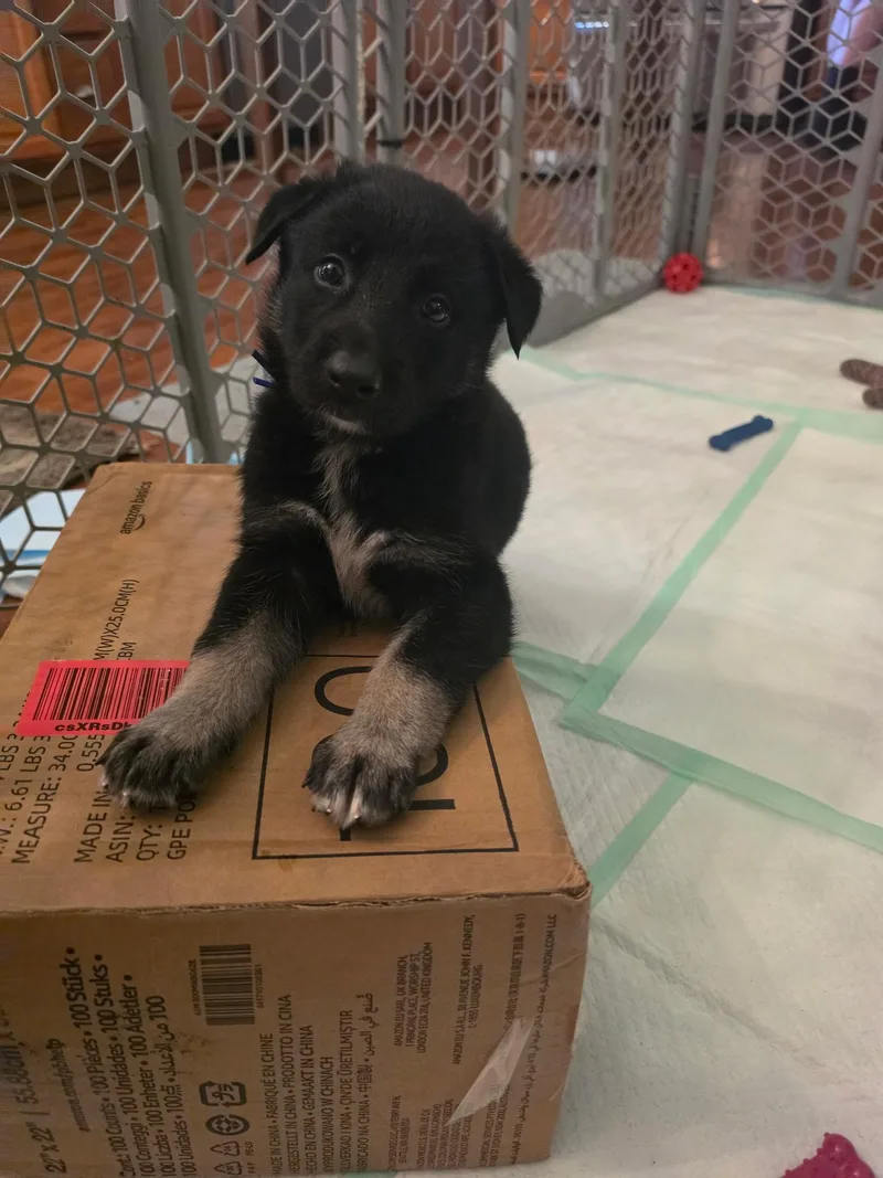 A baby small-sized male Belgian Shepherd / Malinois dog named Justice Blue Liberty for adoption in Houston , TX