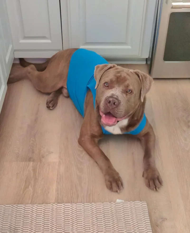 A baby large-sized male American Bully dog named Weller for adoption in Seymour, IN