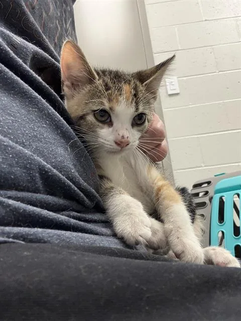 A baby small-sized female Domestic Short Hair cat named Millie for adoption in Indianapolis, IN