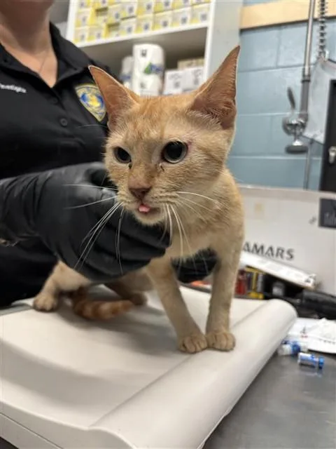 A young medium-sized female Domestic Short Hair cat named Whelk for adoption in Corpus Christi, TX