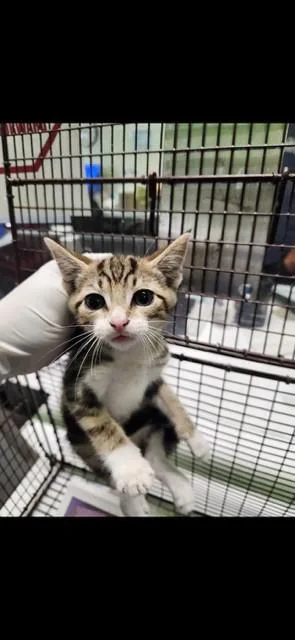 A baby small-sized male Domestic Short Hair cat named King for adoption in Los Angeles, CA