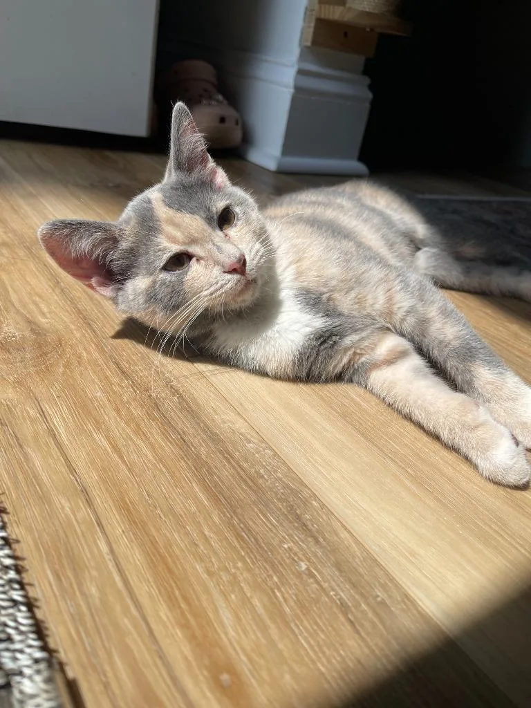 A baby medium-sized female Domestic Short Hair cat named Blythe for adoption in Youngsville, NC