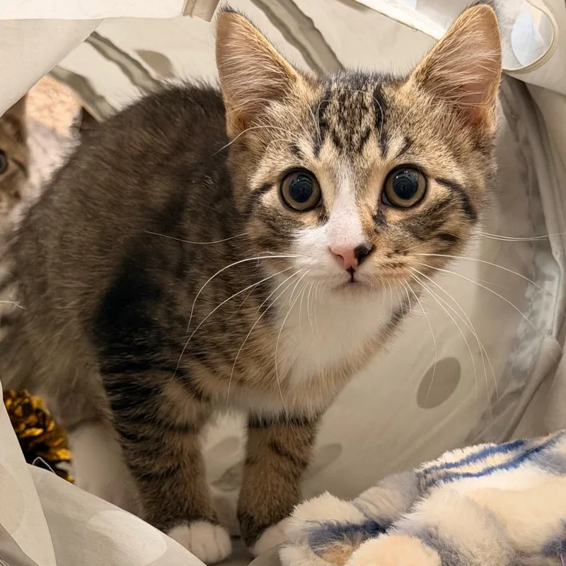 A baby small-sized male Brown / Chocolate Domestic Short Hair cat named Hummingbird for adoption in Gainesville, FL