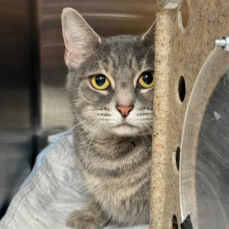 A senior medium-sized female Gray / Blue / Silver Domestic Short Hair cat named Mimi for adoption in Perkiomenville, PA