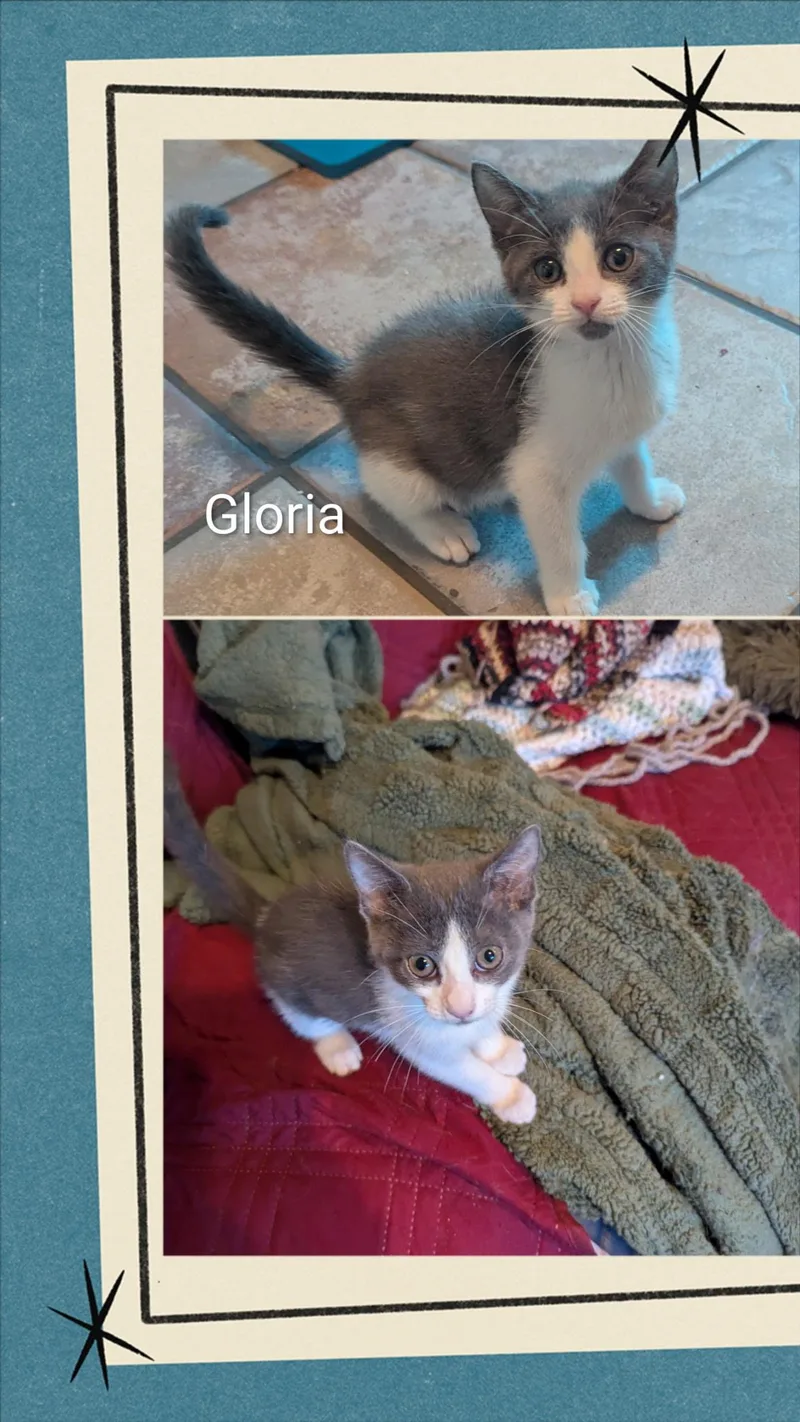 A baby medium-sized female Gray & White Domestic Short Hair cat named Gloria for adoption in Oakley, CA