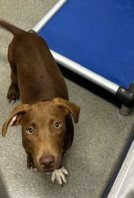A young medium-sized female Labrador Retriever dog named Allie  months for adoption in Sterling, MA