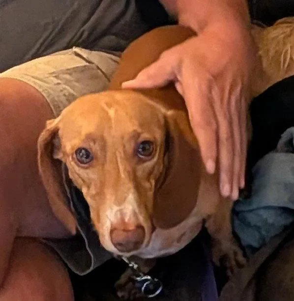A young small-sized male Dachshund dog named Seymour for adoption in Sioux Falls, SD