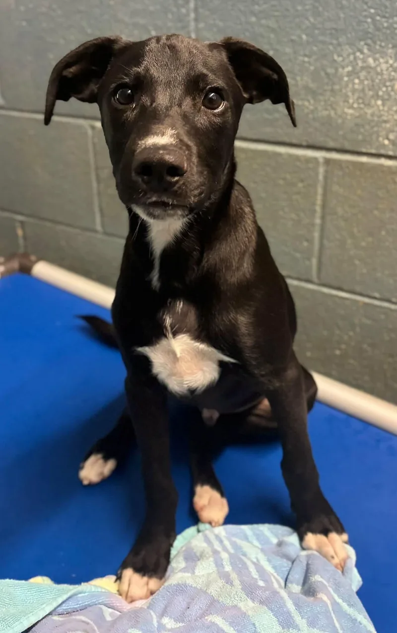 A baby medium-sized male Labrador Retriever dog named Winky for adoption in Cedarburg, WI
