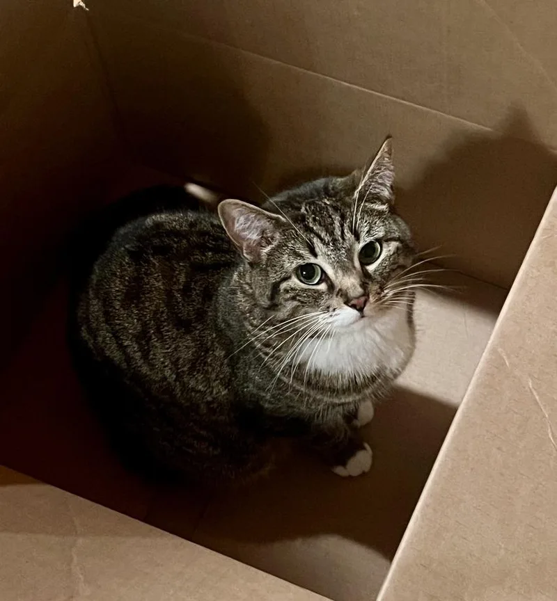 An adult medium-sized female Gray & White Tabby cat named Sophia for adoption in Kinnelon, NJ