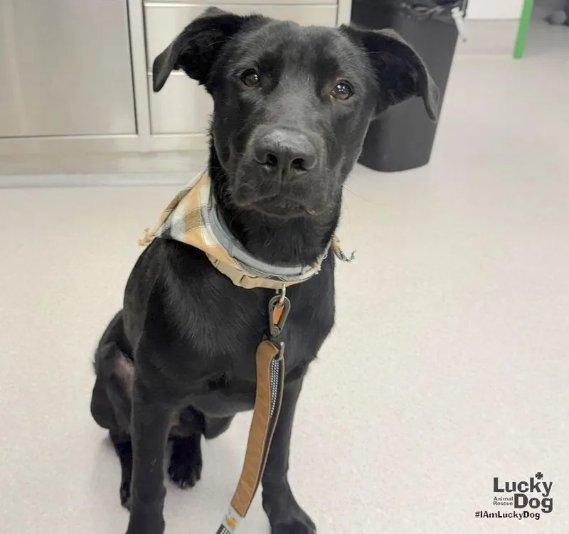 A young medium-sized male Labrador Retriever dog named Texas for adoption in Washington, DC
