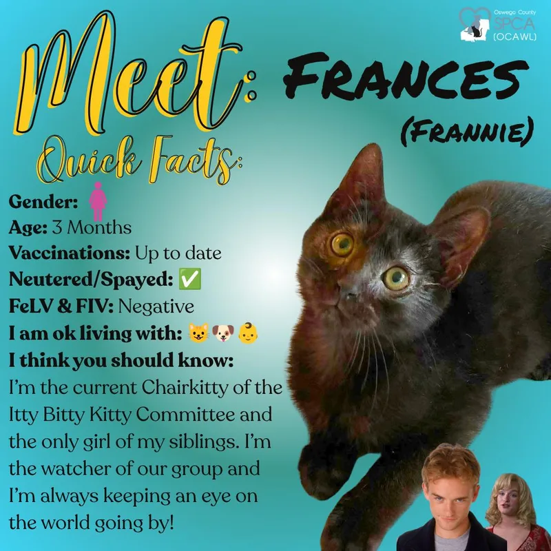 A young medium-sized female Domestic Short Hair cat named Frances for adoption in Fulton, NY