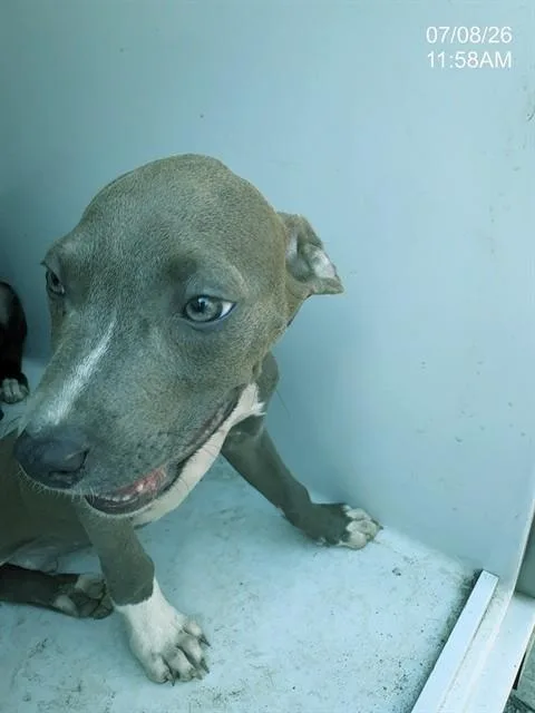 A baby small-sized male Pit Bull Terrier dog named Harvey for adoption in Augusta, GA