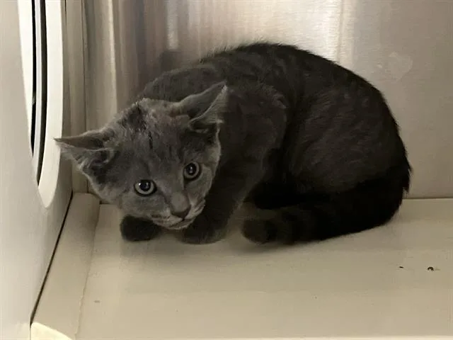 A baby small-sized female Domestic Short Hair cat named Gideon for adoption in Tustin, CA