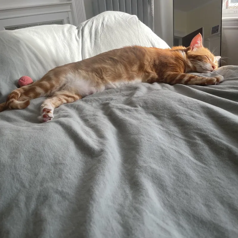 A young medium-sized male Tabby (Orange / Red) Domestic Short Hair cat named Latke for adoption in Medford, MA