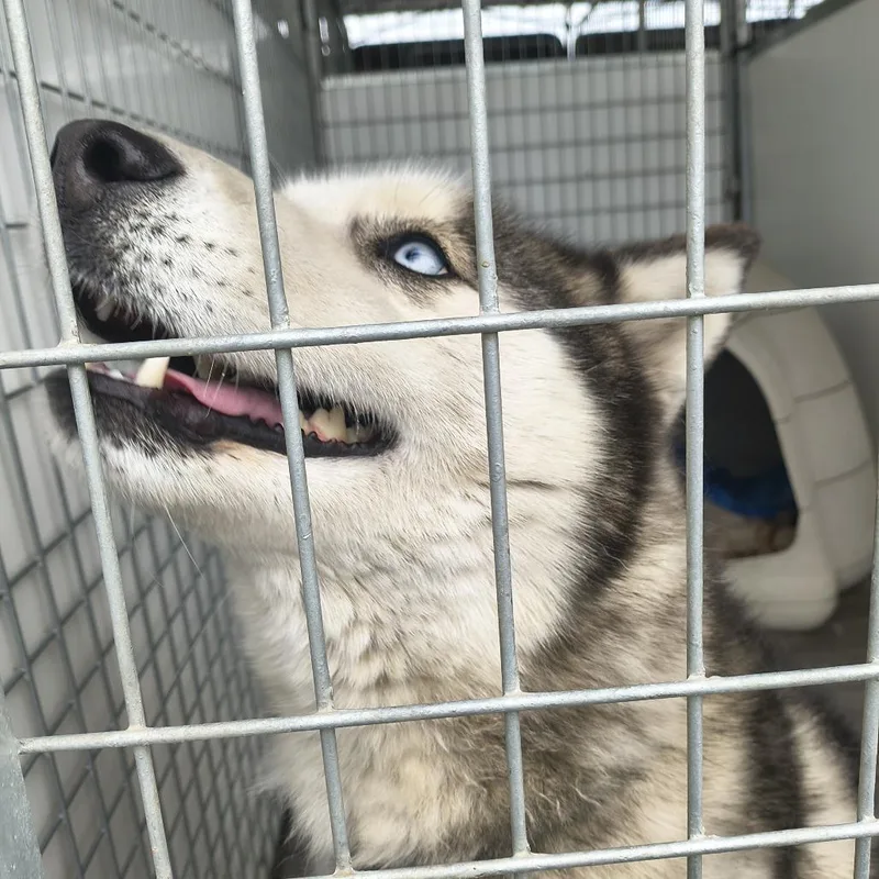 An adult medium-sized female Black Husky dog named Dorthory for adoption in Othello, WA