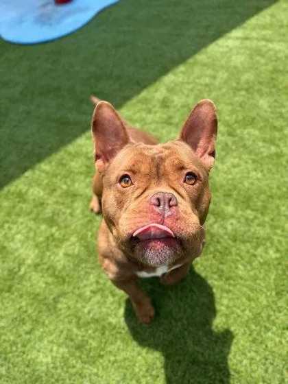 An adult medium-sized female Mixed Breed dog named Phoenix for adoption in Daytona Beach, FL