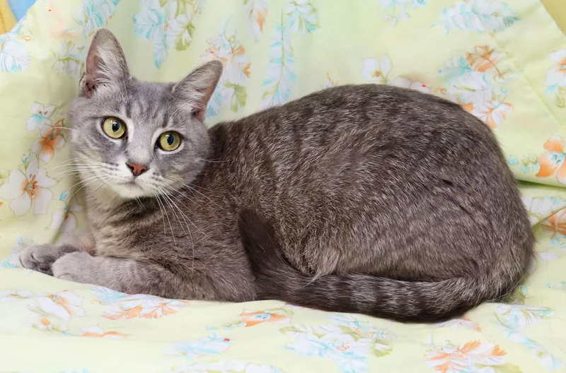 An adult medium-sized female Tabby (Gray / Blue / Silver) Domestic Short Hair cat named Magpie for adoption in Tierra Verde, FL