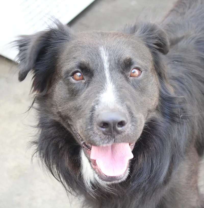 An adult large-sized male Black Flat-Coated Retriever dog named Rocco for adoption in Ventura, CA