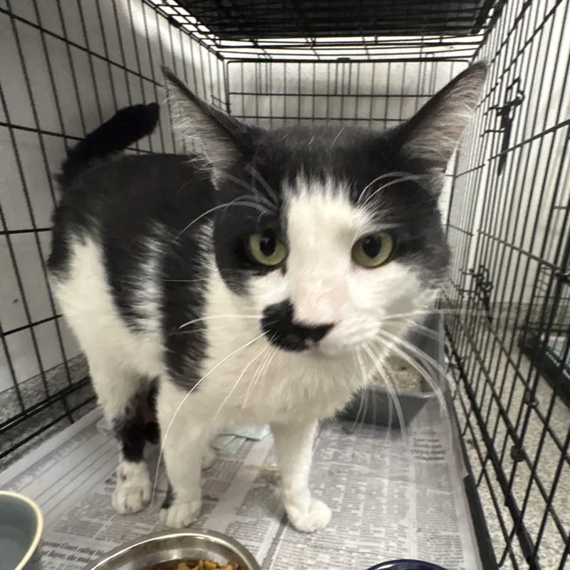 An adult large-sized male Domestic Short Hair cat named Bug for adoption in Youngstown, OH