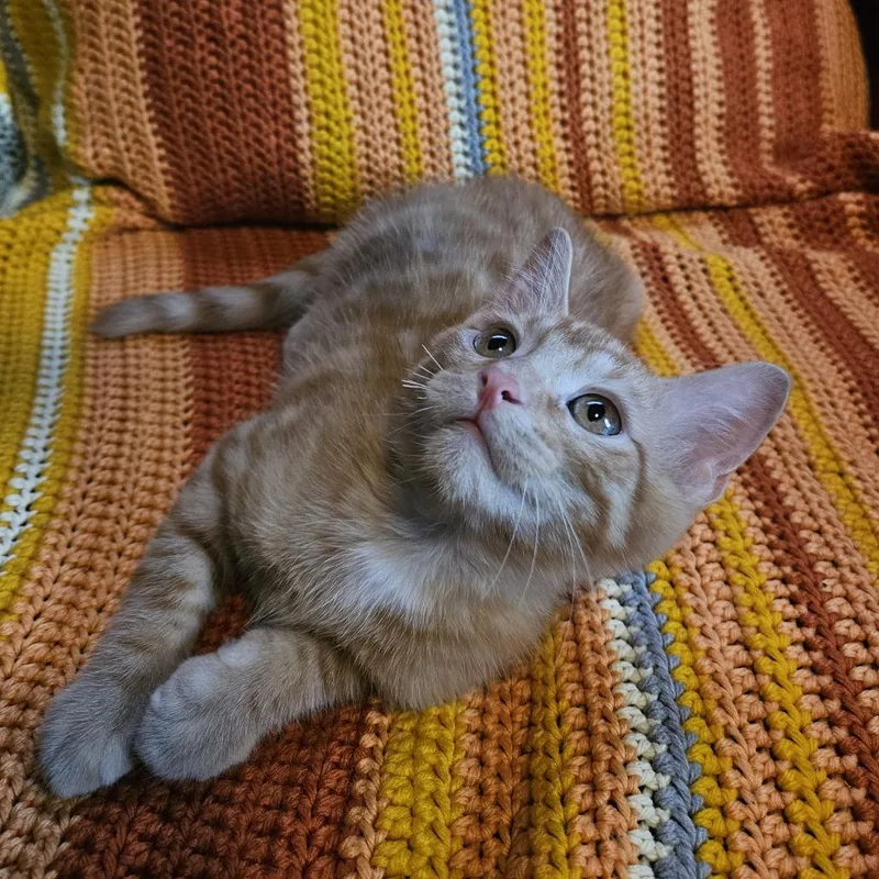 A baby small-sized male Orange / Red Domestic Short Hair cat named Rhodium Ridge for adoption in Eaton Rapids, MI