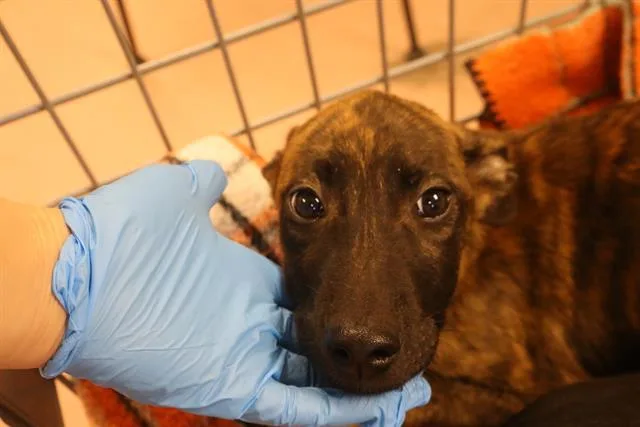 A baby small-sized male Mixed Breed dog named Ernie for adoption in Columbia, SC