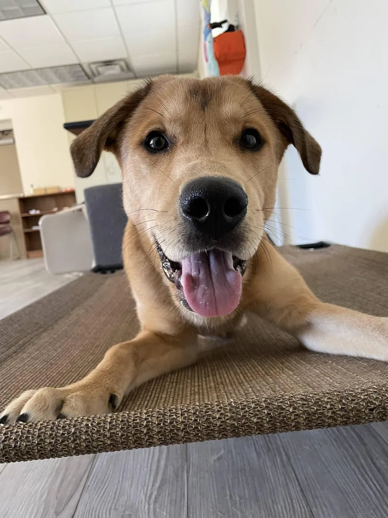 A young medium-sized male Labrador Retriever dog named Simba for adoption in South Bend, IN