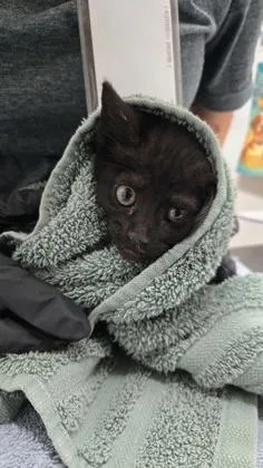 A baby medium-sized female Domestic Short Hair cat named Pause for adoption in Sacramento, CA