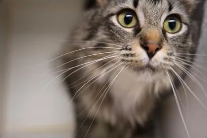 A young medium-sized female Domestic Long Hair cat named Vera for adoption in Bellingham, WA