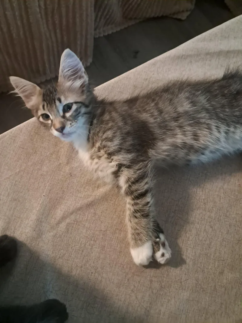 A young medium-sized male Gray & White Domestic Short Hair cat named Maverick for adoption in church point, LA